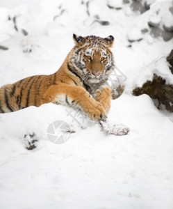 雪地里野猫趴在雪地里的老虎背景