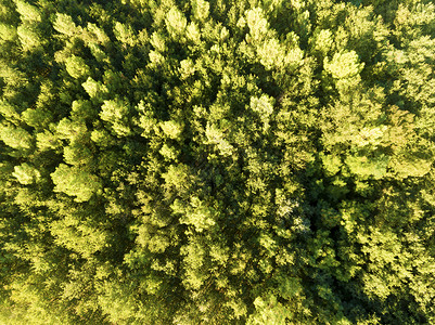 俯拍黄绿色森林图片
