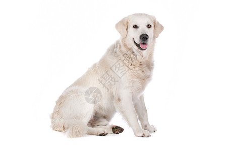 金发女郎我是毛猎犬在白色背景前的金毛猎犬纯种背景图片