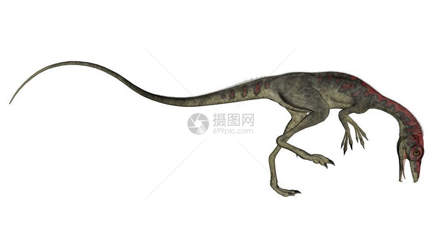 在白色背景下行走的共生恐龙3D转化形象的使成为肉食图片