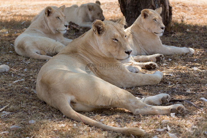 草原白色的南非土生长一小群白人狮子苹果浏览器图片