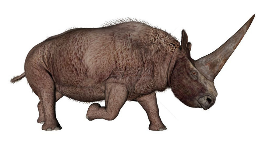 弹体动物以白色背景与世隔绝的恐龙犀牛体3D化为3D化为古生物学图片