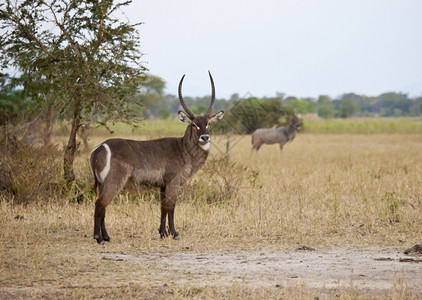 非洲野生水背站在灌木丛中黑斑羚野生动物荒图片