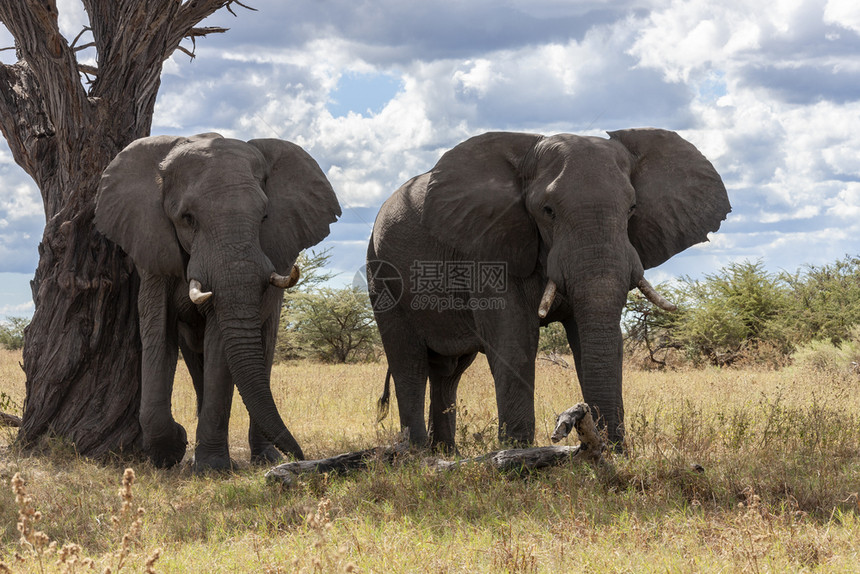 艾伦非洲博茨瓦纳萨武提地区的非洲象属萨武蒂树干图片