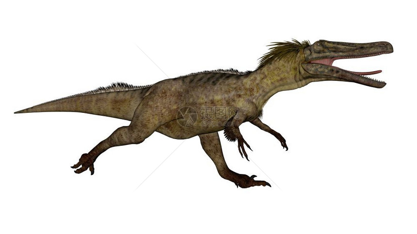 孤立在白色背景中3D的反照器恐龙变成3D的反射器恐龙数字的肉食形象图片