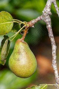 夏季在果园的梨树上熟绿水果户外健康图片