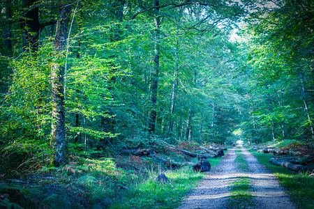 小路公园通往法国贝里森林的小径通往森林的小径领导图片