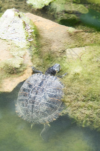 一种小乌龟从湖里爬出来去海滩图片