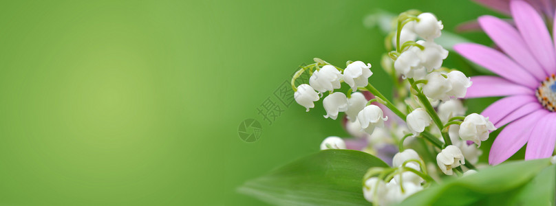 白百合季节铃铛兰自然盛满鲜花的束全美观绿背景开花的山谷里百合丽设计图片