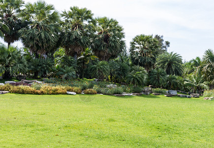 花树绿色热带植物园的棕榈公部分图片
