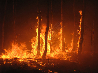 大火火焰红色自然森林火灾的大黄色背景