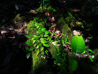 自然根雨林树上皮的藤叶和苔植物图片