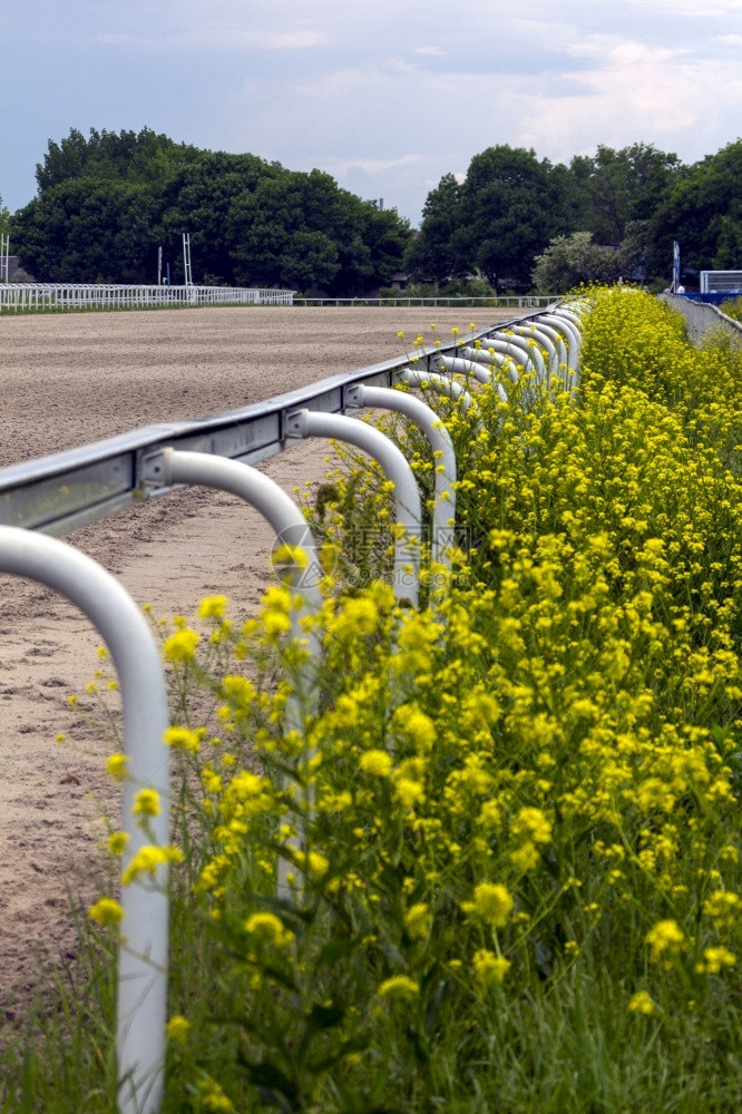 绿色种族栏杆马匹直的赛道用栅栏图片