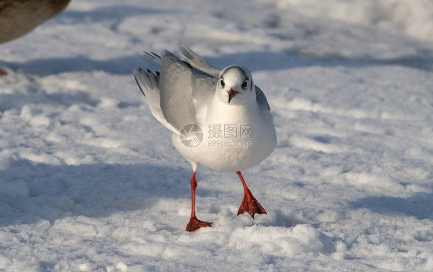自由在雪的背景海鸥自然冬天图片