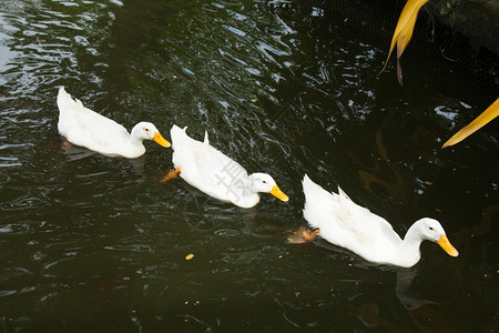 公园里的白色鸭子在游泳背景图片