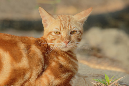 户外可爱的猫咪图片