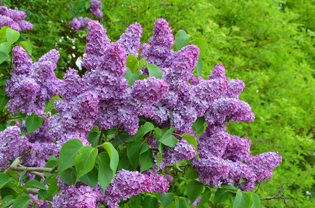 灌木丛林里的紫色花朵图片