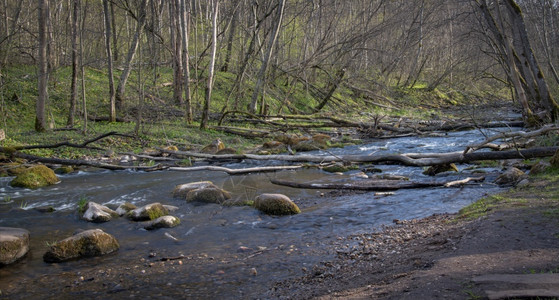 巨石野河在立陶宛内里斯公园的春天溪流苔藓图片