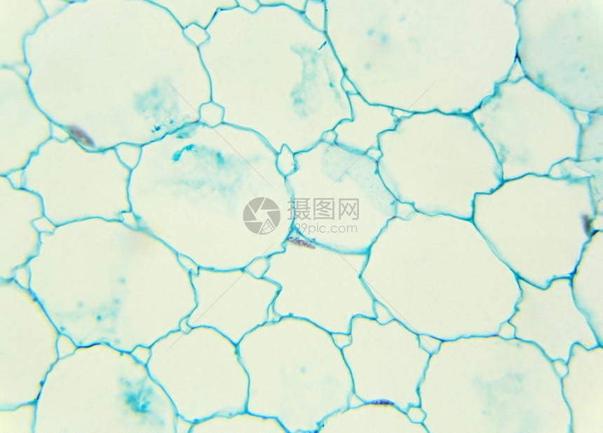 向日葵细胞结构图片