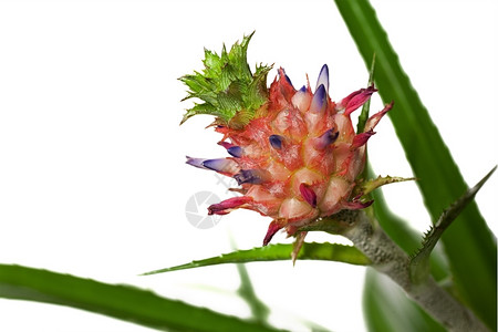 布罗米利亚德白底菠萝花植物自然叶子图片