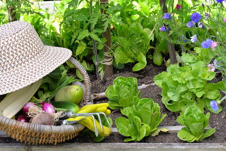 帽子蔬菜地里生长的绿叶菜背景