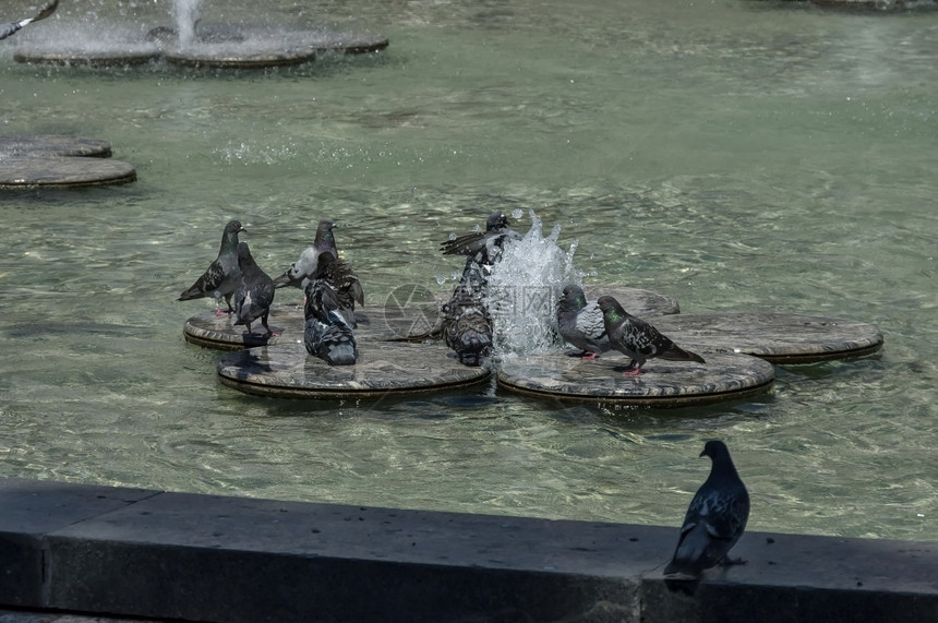 羽毛在喷泉里有不同的鸽子或洗澡丰富多彩的保加利亚图片