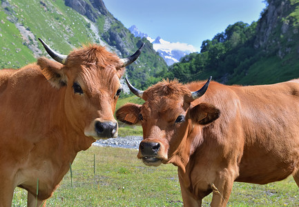 两头牦牛在草原上图片