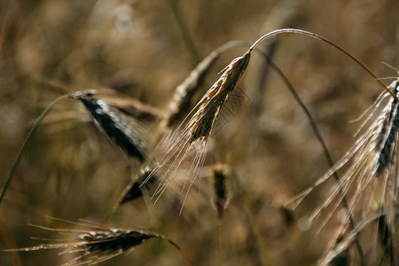 干燥生长小麦收割田面积浅地深度一顿饭图片