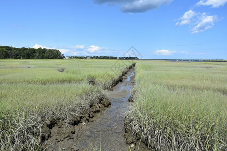 盆地渣跑步长的沼泽草有一条小溪穿过沼泽图片