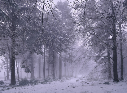 寒冷的自然树干森林中的冬季图片