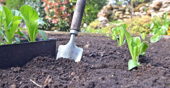 花园在土壤中种铲子植在菜园旁边的生苗圃园艺叶子图片