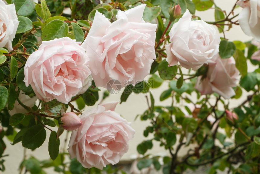 春天的花园里有粉红玫瑰色的自然花瓣图片