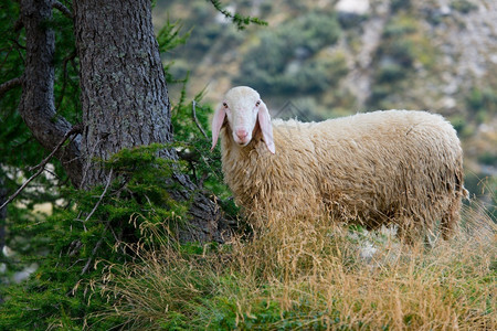 农场一头羊毛如此接近一棵树种白羊座图片