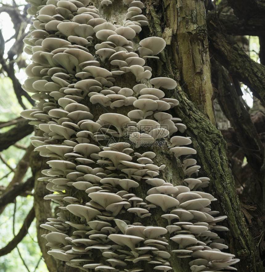 菌类户外非洲南部萨比热带森林中充满了蘑菇和真菌的树春天图片