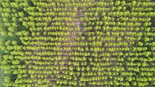 环境森林绿树的空中观察旅行图片