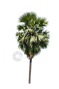 白上孤立的糖棕榈美丽热带衬套图片