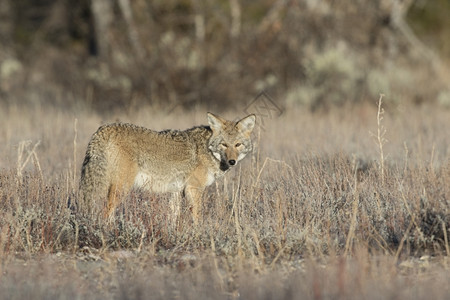 杰克逊国家公园草地上的野狼背景