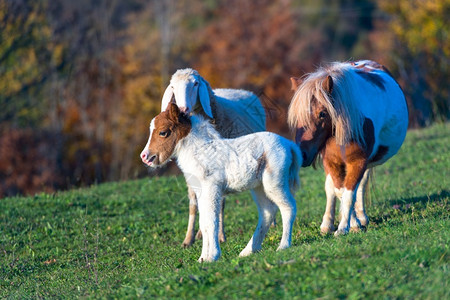 毛茸冬天牧场一匹小马和头绵羊图片
