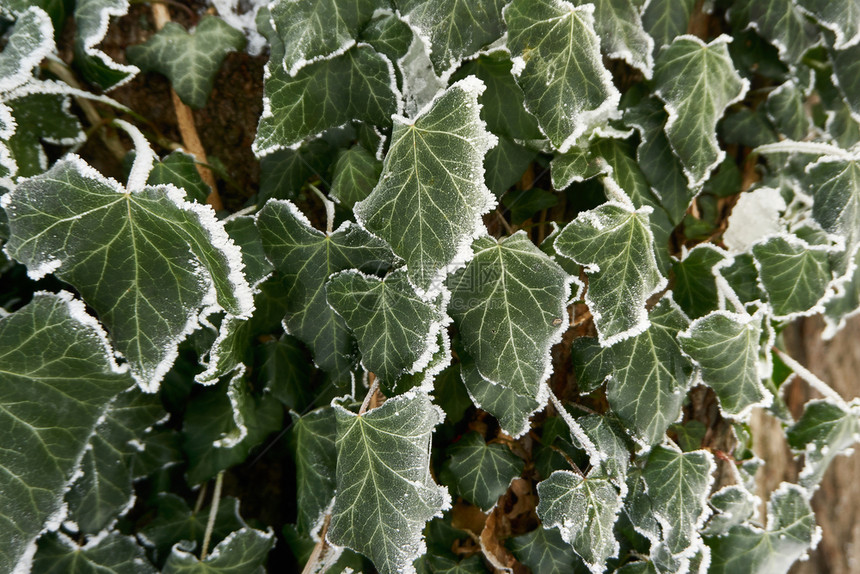 雪花莲常春藤霜冻的花叶边界图片