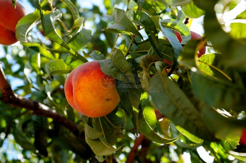 树枝上的桃子图片
