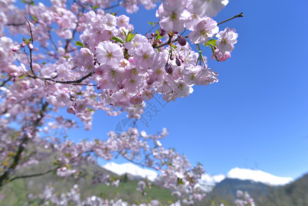 山上春季开花的桃花图片