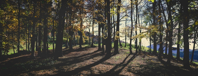 景色的秋天森林太阳穿过树木滤而成概述放松安静图片