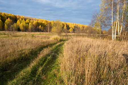 阳光黄色的一片长满绿草高干和黄叶的秋林中俄罗斯土生长树叶图片