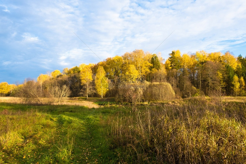 一片长满绿草高干和黄叶的秋林中俄罗斯土生长小路自然天空图片