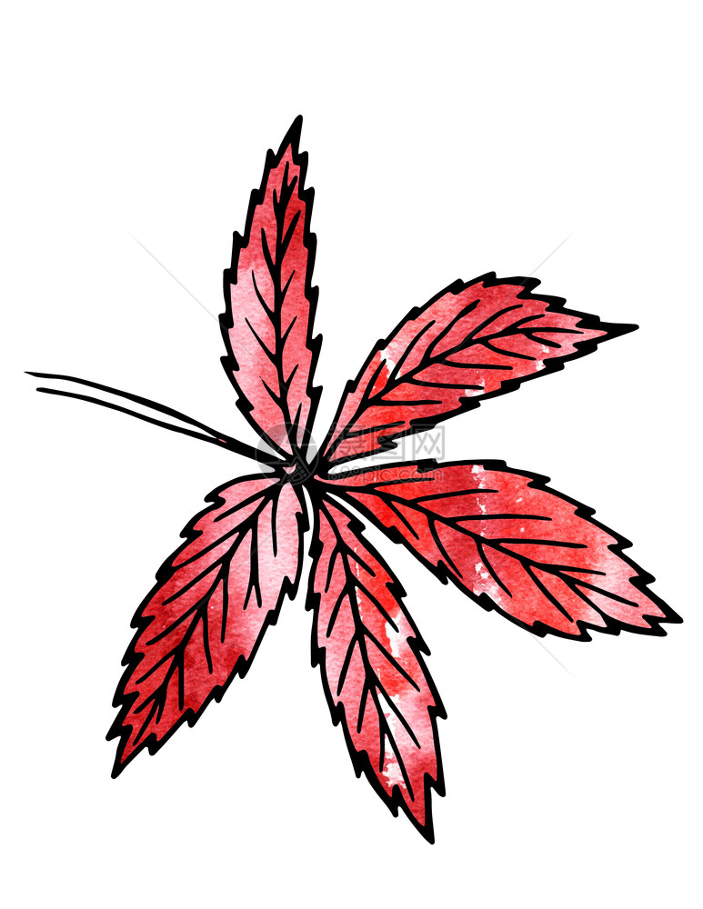 红色植物叶子手绘和计算机处理设自然景点药用植物花园景观设计手绘和算机处理为了树叶观光图片