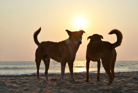 印度南果阿的贡达海滩流浪狗对等女柴金印度人图片