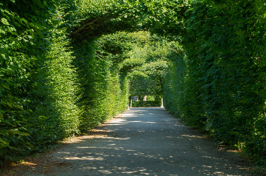 奥地利维也纳Shoonbrunn花园装饰植物的拱门园艺户外旅行图片