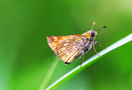 飞行蝴蝶在草地上紧闭自然动物群图片