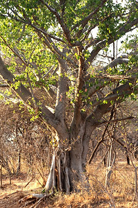 无花果特点地面共同野生大树Ficusburkei照片图片