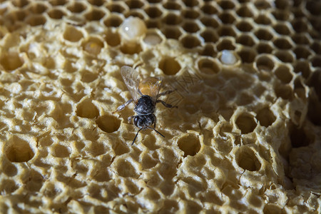 在职的近距离观察蜂蜜上的工作蜡六边形图片